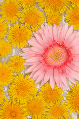 Image showing Yellow dandelions and red gerbera