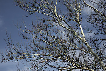 Image showing Silver Birch Branches