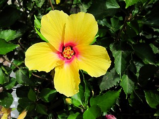 Image showing Yellow hibiscus