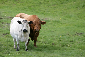 Image showing two cows