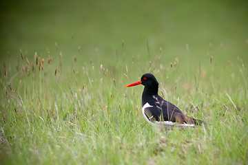 Image showing  Iceland bird