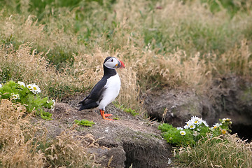 Image showing Iceland puffin bird