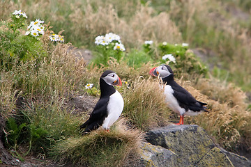 Image showing Iceland puffin bird