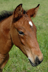 Image showing brown horse