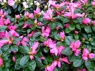 Image showing Close up of pink blossom