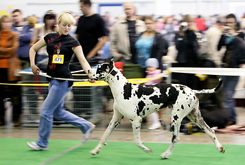 Image showing Dog exhibition