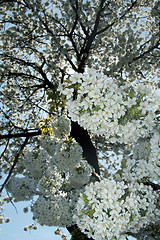 Image showing tree flower