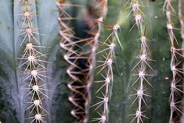 Image showing cactus