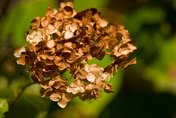 Image showing Autumn flowers