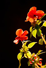 Image showing flowers from the balcony