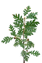 Image showing Cork tree brach with green leaves and acorns 