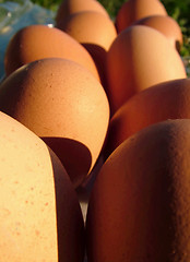 Image showing Easter Eggs (oeufs)