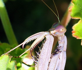 Image showing Praying Mantis close up