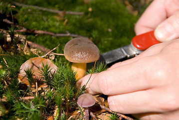 Image showing collecting mushrooms