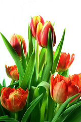 Image showing Tulips