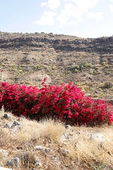 Image showing Bougainvillea