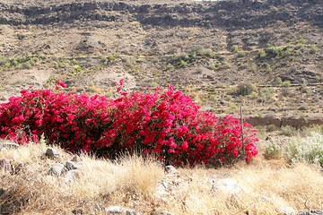 Image showing Bougainvillea