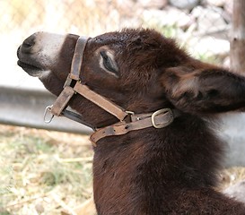 Image showing Cute donkey baby