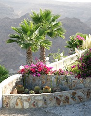 Image showing Garden in Gran Canary