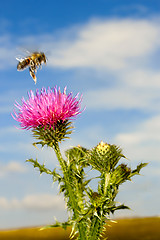 Image showing A bee flew over the thistle flower