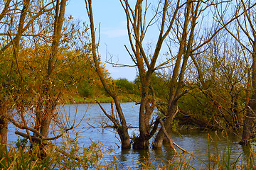 Image showing Dry willow tree in a pond