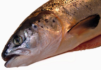 Image showing Salmon