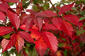 Image showing Red leaves of wild grapes
