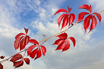 Image showing Branch of wild grapes with red autumn leaves