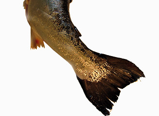 Image showing Salmon