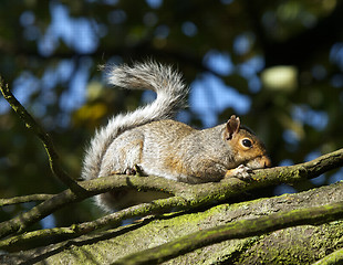 Image showing Squirrel