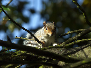 Image showing Squirrel