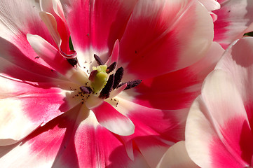 Image showing tulip macro