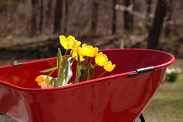 Image showing tulips in wheel barrow