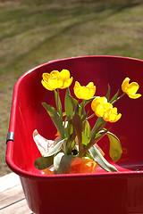 Image showing tulips in wheel barrow