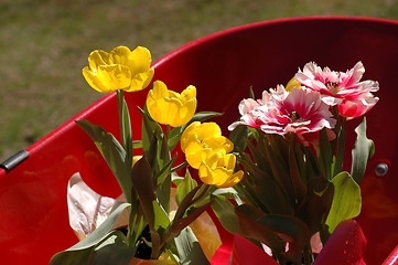 Image showing tulips in wheel barrow