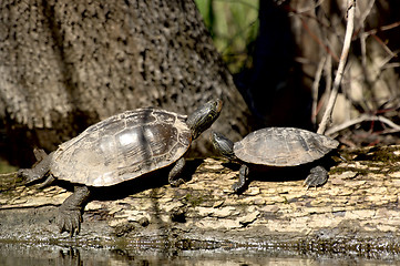 Image showing Painted Turtles (Chrysemys picta)