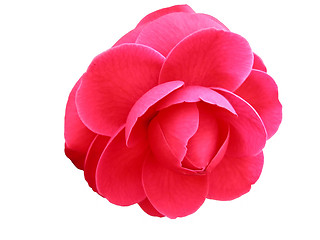 Image showing Camellia