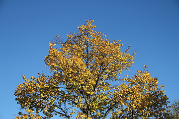 Image showing Tree with yellow leefs against blu sky