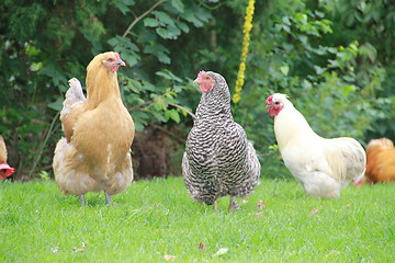 Image showing Free walking chickens in green surroundings