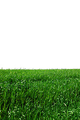 Image showing green grass isolated on white 