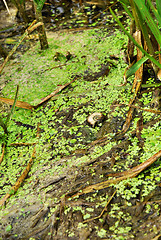 Image showing poisoned river