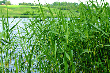 Image showing reeds at the lake