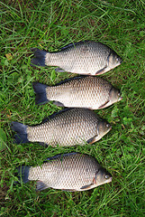 Image showing The Crucian Carp (Carassius carassius) 