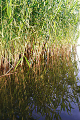 Image showing reeds at the lake