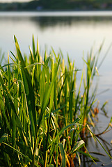 Image showing reeds at the lake