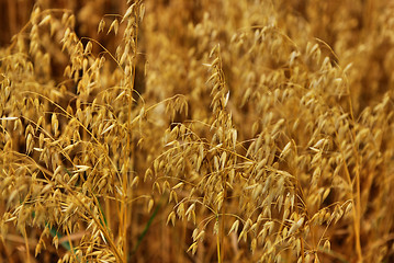 Image showing grain field