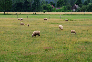 Image showing sheep farm