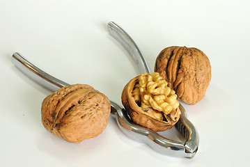 Image showing Walnut with pincers