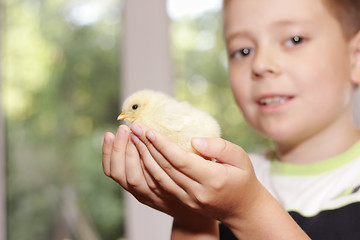 Image showing Boy with chick