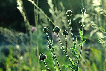 Image showing grass in backlight